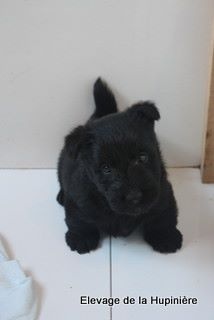 De La Hupinière - Scottish Terrier - Portée née le 07/04/2014