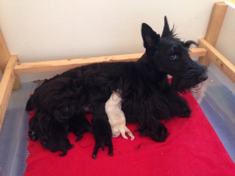 De La Hupinière - Scottish Terrier - Portée née le 21/09/2015