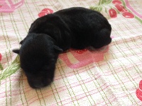 Lennox